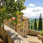Tuscany roses