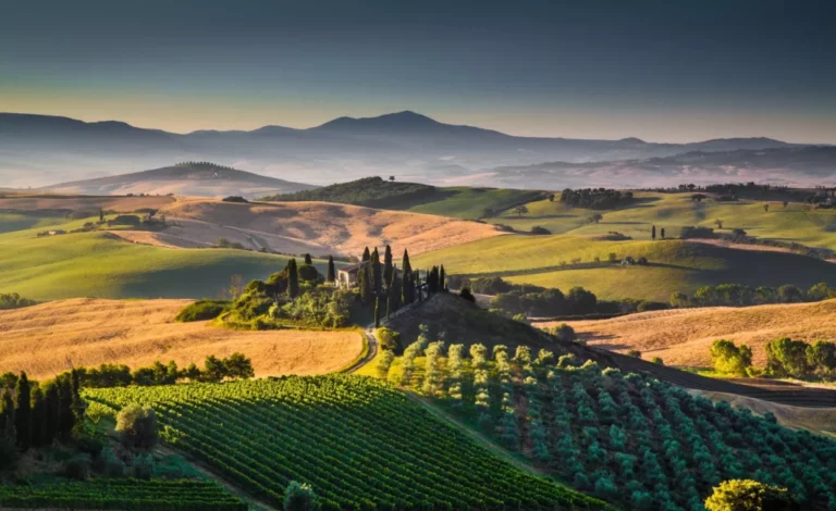 Tuscany vineyards